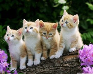 Read more about the article 20 Kitten Sayings And Kitten Quotes With Images