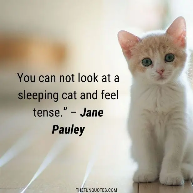 20 Kitten Sayings And Kitten Quotes With Images - THEFUNQUOTES