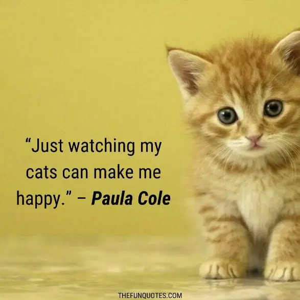 20 Kitten Sayings And Kitten Quotes With Images - THEFUNQUOTES