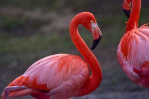Read more about the article Flamingo Sayings and Flamingo Quotes With Images