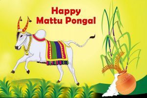 Read more about the article Happy Pongal 2021 wishes quotes in Tamil images | Mattu Pongal Wishes In Tamil Quotes | Happy Pongal 2021 greetings