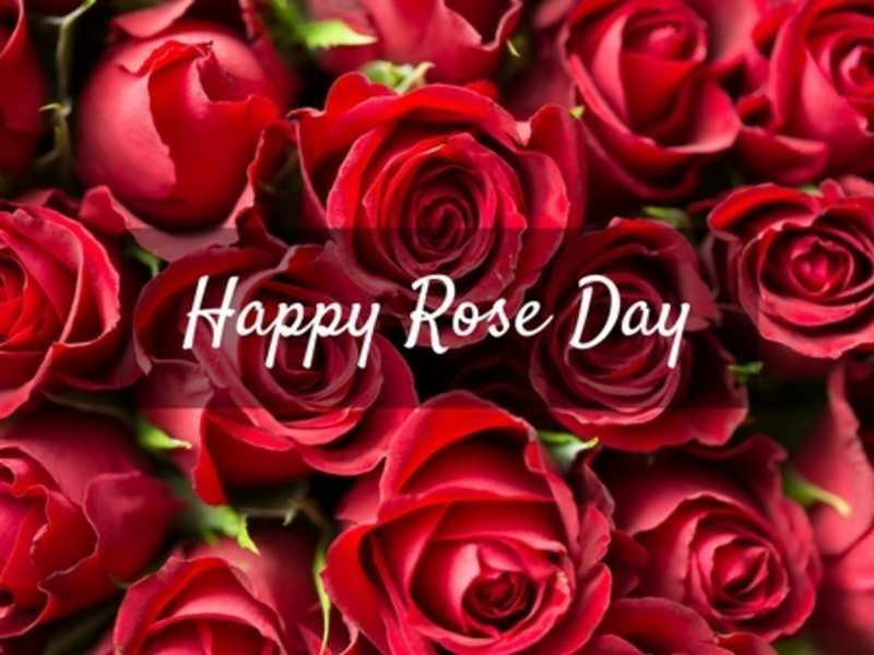 Read more about the article Happy Rose Day 2021 Quotes | Best Rose Day messages Wishes and Messages | Love Wishes