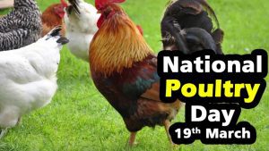 Read more about the article National Poultry Day Quotes : 10+ Messages and  Greetings | TOP 15 POULTRY QUOTES | Hilarious Quotes | 15 Chicken Quotes ideas