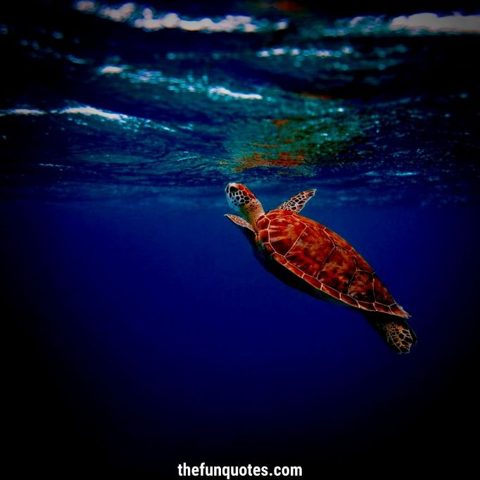 20 Turtle Quotes and Sayings & Sea Turtle Quotes | Quotes about Sea ...