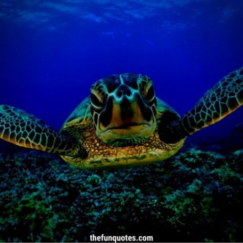 20 Turtle Quotes and Sayings & Sea Turtle Quotes | Quotes about Sea ...