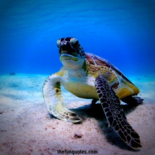 20 Turtle Quotes and Sayings & Sea Turtle Quotes | Quotes about Sea ...