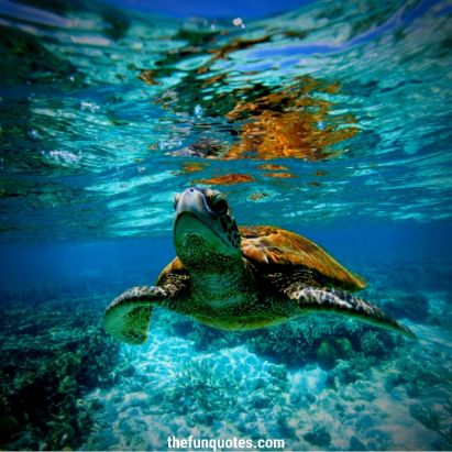 20 Turtle Quotes and Sayings & Sea Turtle Quotes | Quotes about Sea ...