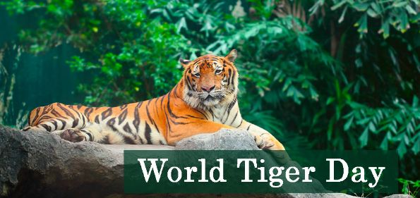 Read more about the article World Tiger Day: 18+ Messages Quotes and Greetings | International Tiger Day 2021: Quotes Slogans & Messages | International Tiger Day Quotes | Tiger Day | thefunquotes.com