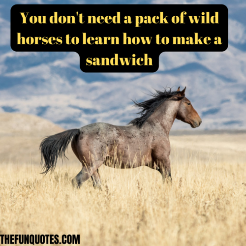 inspirational wild horse quotes