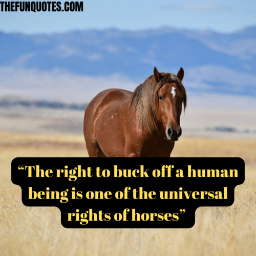 wild horse quotes