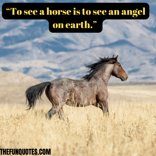 inspirational wild horse quotes